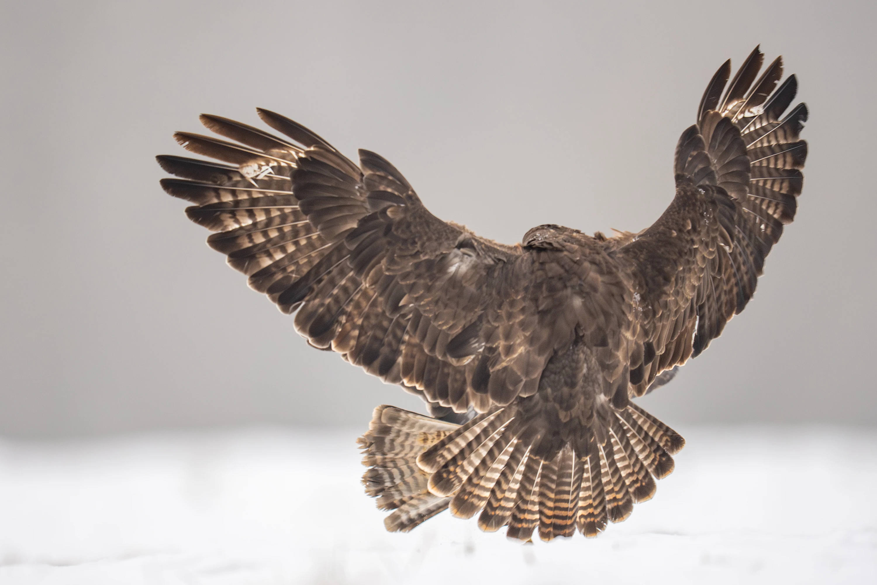 Warmia Elite Wildlife Photography gallery image 1